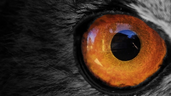 Shadow Innovation corporate brand and website